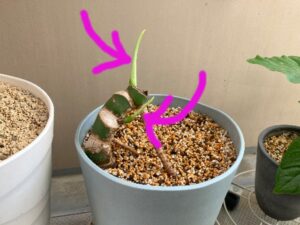 丸坊主から1ヵ月経過したモンステラ