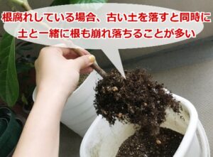 根腐れした根の見分け方