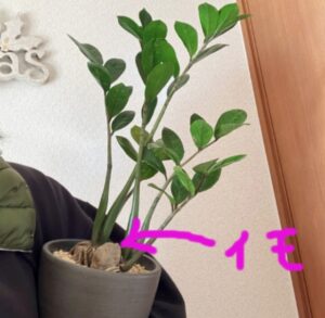 ザミオクルカスの芋