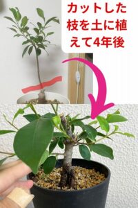 ガジュマルの挿し木