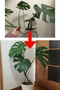 剪定後のモンステラ