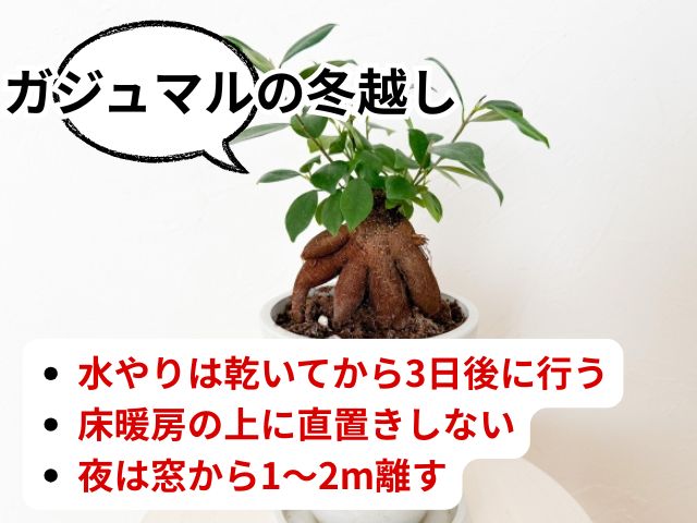 ガジュマルの冬越しのコツ