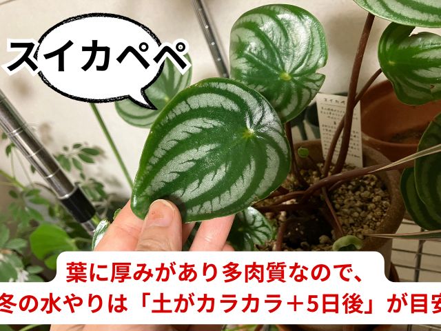 冬のスイカペペの水やり頻度目安