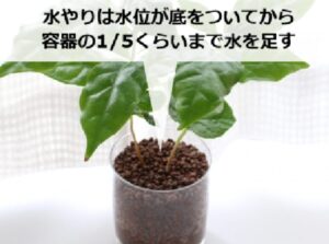 コーヒーの木をハイドロカルチャーで育てるときの水やり頻度