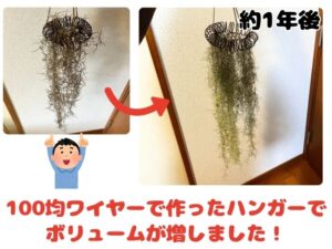 100均ワイヤーで作ったハンガーに吊るして一年後のウスネオイデス