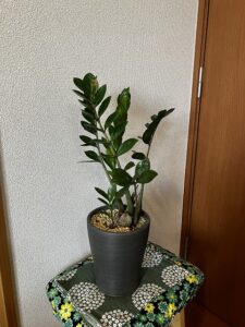 スリコで購入して4年目のザミオクルカス