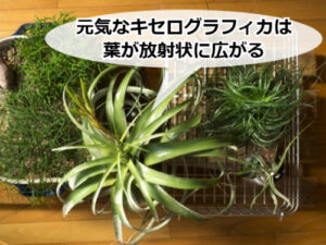 丸くないキセログラフィカ