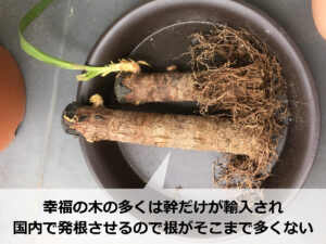 幸福の木の根が少ない理由