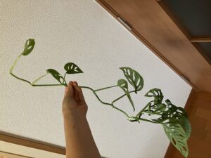 つるが伸びすぎたマドカズラ