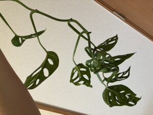 つるが伸びすぎたマドカズラ
