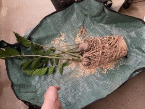 植え替え中のザミオクルカス、芋露出