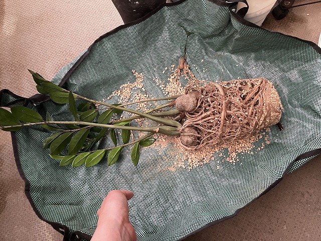 植え替え中のザミオクルカス、芋露出