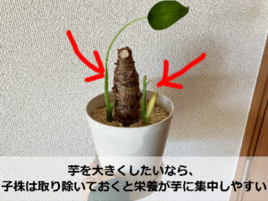 クワズイモの子株
