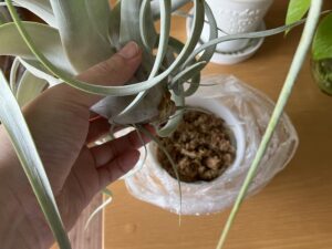 発根しはじめたキセログラフィカ