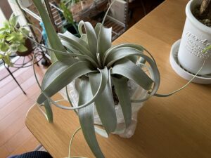 水苔にのせたキセログラフィカ