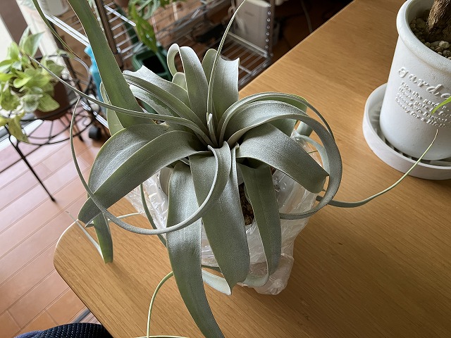 水苔にのせたキセログラフィカ