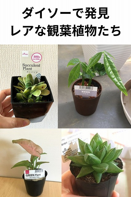 2026年最新！ダイソーのレア観葉植物16選！珍しい株を見つけるコツも 