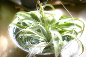 水に浸けたキセログラフィカ