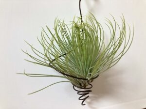 意外と高寿命なエアプランツ