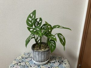 モンステラにそっくりなマドカズラ