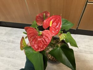室内で冬越し中のアンスリウム
