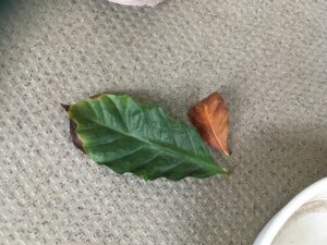 ツヤのないコーヒーの木の葉