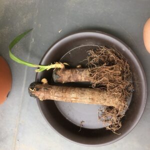 根が茶色くなった幸福の木