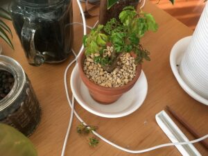 葉の色が悪いポリシャス