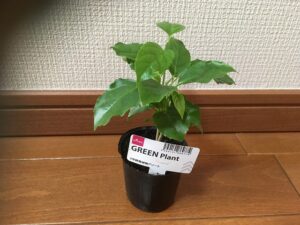 ダイソーで100円で購入したステレオスペルマム