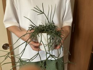 わさわさのリプサリス