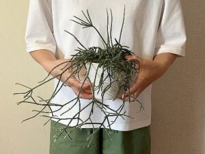 わさわさに育ったリプサリス・ピロカルパ