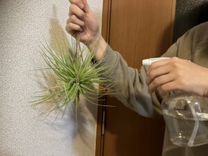 ダイソーで買ったエアプランツ