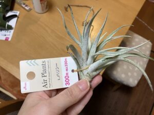 ダイソーで見つけた絵らプランツ