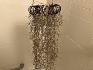 100均ワイヤーで作ったウスネオイデスハンガー