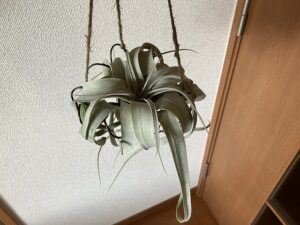 手作りのキセログラフィカハンガー