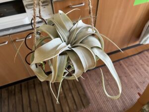 メルカリで買った可愛いキセログラフィカ