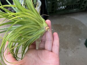 エアプランツの株元