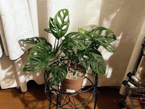 育てるのがちょっと難しいマドカズラ