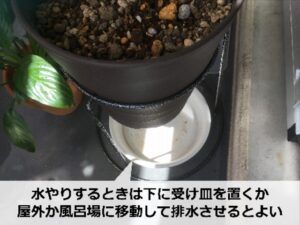 プラントスタンドに設置した鉢植え