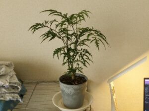 室内で冬越し中のポリシャス