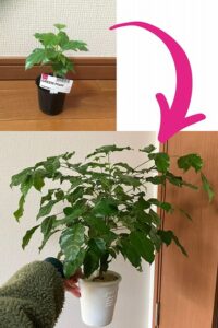 鉢植えで巨大化したステレオスペルマム