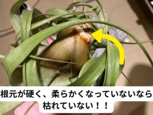 キセログラフィカが枯れたかどうかの見分け方