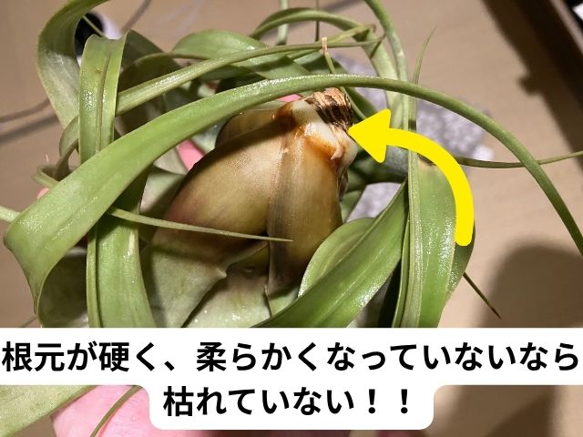キセログラフィカが枯れたかどうかの見分け方