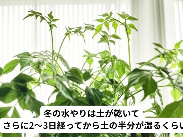 ステレオスペルマムの冬の水やり頻度