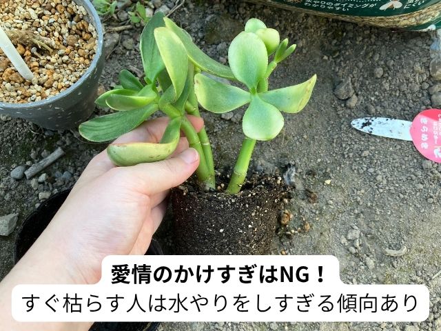 植物をすぐ枯らす人の傾向