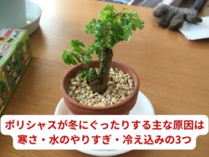 ポリシャスが冬にぐったりする主な原因