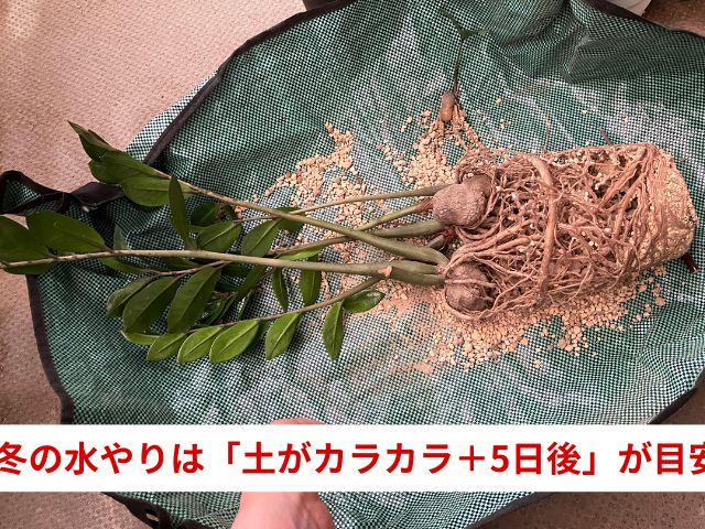 ザミオクルカスの冬の水やり目安