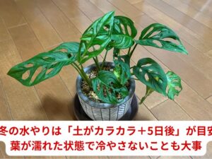 冬のマドカズラの水やり頻度目安