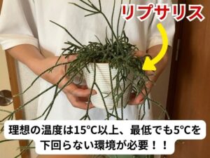 リプサリスの冬越し