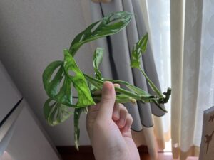 カットしたマドカズラ